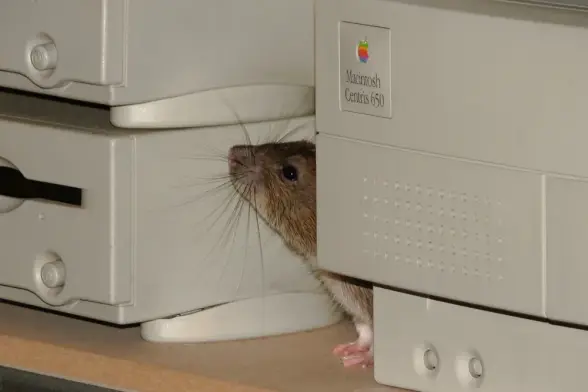 A photo of a small brown rat poking his nose and face out from between a Centris 650 and a couple of PowerMac 6100s. He has his little paws on the shef between them and his face lifted up high - and his dark whiskers showing against the beige of the Macs. He looks at peace but curious.