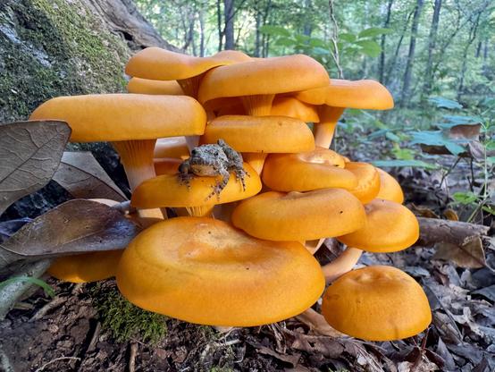 A photo of a bright orange array of mushrooms growing out of the base of a rotten oak stump.  They are likely Omphalotus illudens
- a beautiful but poisonous mushroom species.  

There’s a tree frog hanging out on one of the caps, posing for the camera - or more than likley just annoyed at the photographer for interrupting dinner.