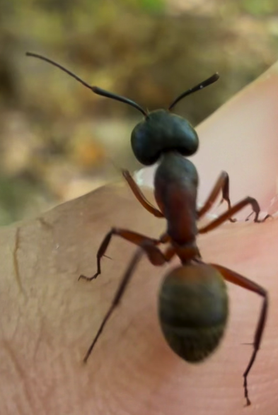 Friendly carpenter ant major on my thumb.