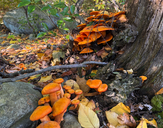 More lovely orange mushrooms, some are rather small. The exciting leaf litter is home to many creatures. It's a whole little world.