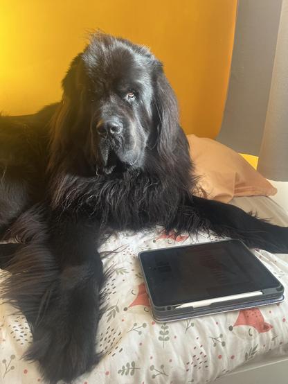 Odin the Newfie sitting on my bed next to my iPad, giving me a dramatic goth Look in the morning sun