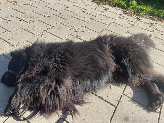 Odin the Newfie lying athwart the sidewalk, fluffily