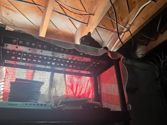 a black cat, sitting on top of a shelf in my basement full of various computer things. the top shelf is cleared, has a view of a window behind it, and has a little blanket atop for his comfort. he is looking to camera-left.