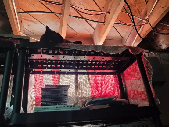 a black cat, sitting on top of a shelf in my basement full of various computer things. the top shelf is cleared, has a view of a window behind it, and has a little blanket atop for his comfort. he is rolled over onto his side and looking towards the camera.