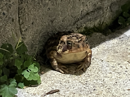 Small toad sitting on a cement step by weeds