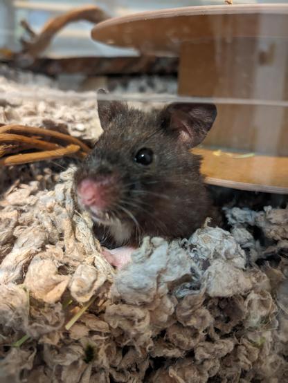 A black Syrian hamster with a pink nose and white spot on her mouth and neck poking her head up out of her bedding