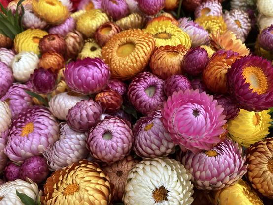 A big bunch of strawflowers, in various colors: pink, red, yellow, white.