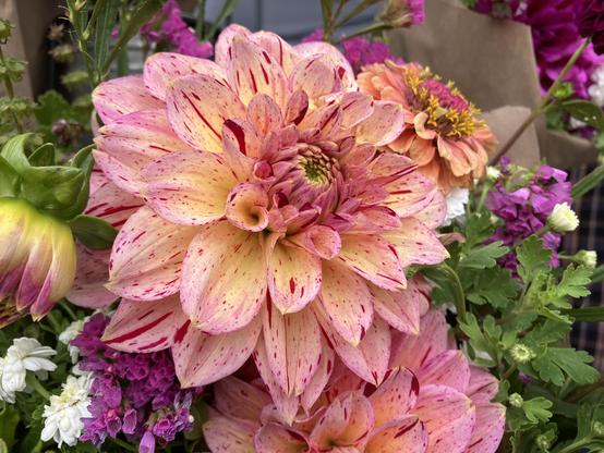 A single gorgeous dahlia bloom, petals buttery yellow with many bits of scarlet dots and striping. It's part of a bouquet so it's surrounded by bits of other various flowers.