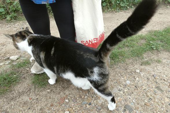 The cat is now rubbing up to a pair of legging covered legs standing on the path. Its tail is extended towards the camera.