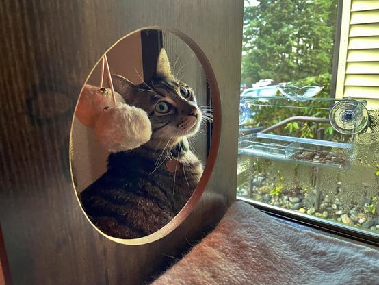 Near a window showing trees at daytime, a brown tabby peers over its shoulder through a circular cutout in a vertical wood surface.
