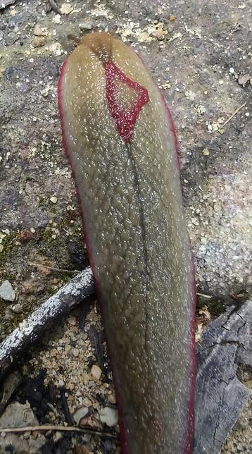 A slightly closer macro shot. Around 10-12cm long, and about the width of my thumb... err 1.5-2cm wide. It's mostly olive brown, with a darker "vein" running lengthwise. It's skin is wrinkled like my old hands, but glistens wetly—unlike my hands. There's also a strong resemblance to a leaf. It has a crimson red fringe along the edges of its foot, and a predominant, off centre, red triangle on its head. 

In this photo we can clearly see a darker triangle running from the red triangle to its two little tentacles. Non-native slugs have four. It's on a sandy path, so sand, rock, and bits of sticks and leaves can be seen.