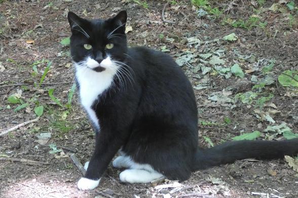 A tuxedo cat with green eyes and long whiskers sits looking directly at the camera. It's sitting on ground strewn with leaves.