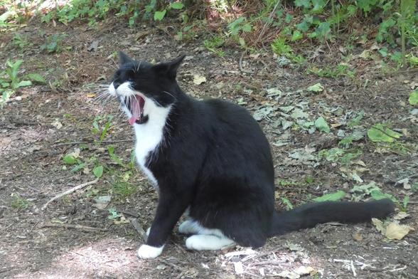 The same cat, now yawning with its mouth wide open showing its teeth and tongue.