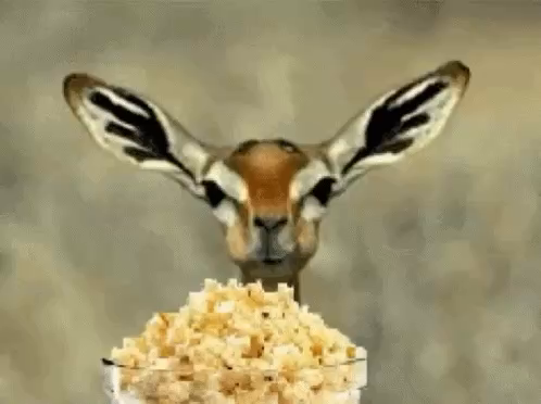 A deer eating popcorn