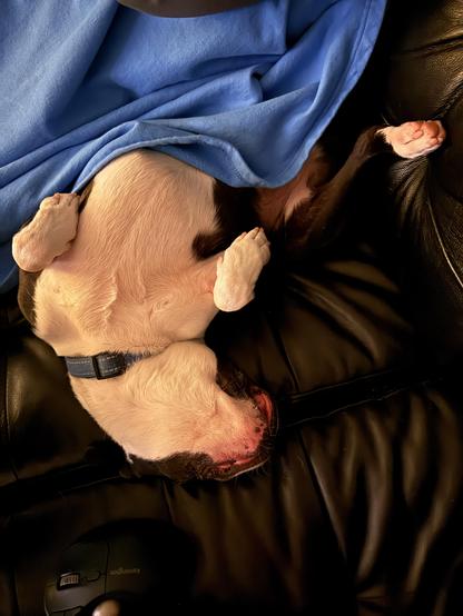 Bert asleep on the couch, legs in the air, not a care in the world, after a long day of being a little shitgoblin