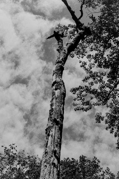 Nikon F100 | Ilford HP5 400 | Shot at 800 | Developed in HC110B | 5:05 @ 22.8 C

Looking up a weathered tree trunk at a cloudy sky
