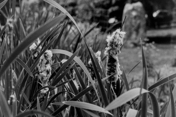 Nikon F100 | Ilford HP5 400 | Shot at 800 | Developed in HC110B | 5:05 @ 22.8C

Cattails next to a pond