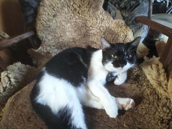 Momo, eine schwarzweiße Katze, sitzt auf einem mit einem Lammfell bedeckten Sessel und guckt in die Kamera.