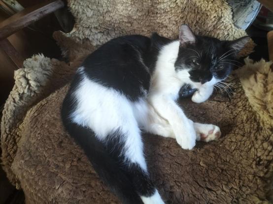 Momo, eine schwarzweiße Katze, sitzt auf einem mit einem Lammfell bedeckten Sessel und guckt mit zusammengekniffenen Augen in die Kamera.