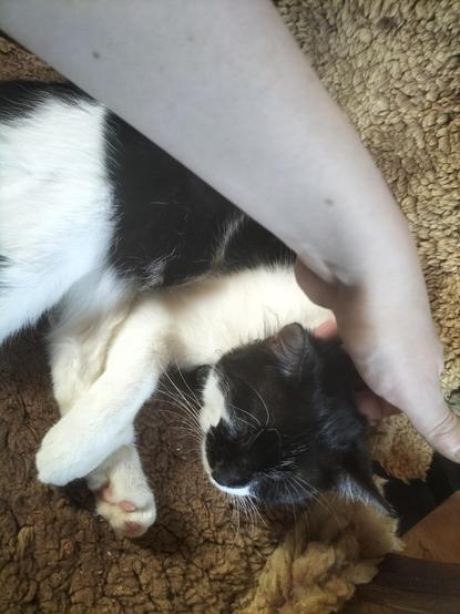 Momo, eine schwarzweiße Katze, sitzt auf einem mit einem Lammfell bedeckten Sessel, hat die Augen geschlossen und wird gekrault.