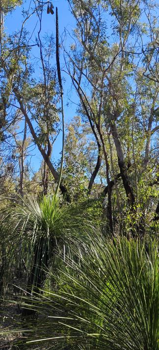 Two xanthorrhoea (grass trees). We can see the black trunk of the taller rear plant, its grassy leaves encircling the top of the trunk. This one has finished flowering, but still carries a huge flower spike. They reliably flower after fires. Patches of this whole area have been burnt off in recent years. 

The background is natural Australian bushland, some gum trees, and glorious blue sky