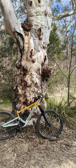 Look at this lumpy, warty, old gum tree sitting beside the dam at Ingar. The stories it could tell!

A blue and yellow eMTB leans against a thick trunked, warty gum tree with white and silver bark. Bushland and reeds growing around the dam are visible. The sky is mostly blue.