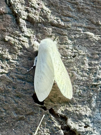 a closeup of a white moth with slightly speckled wings resting on a rock wall