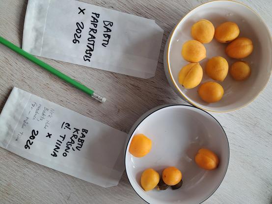 Two bowls of apricot with seed packets ready