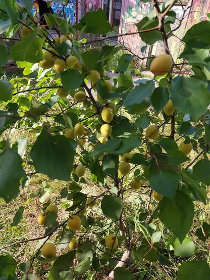 Small tree with many apricot fruits