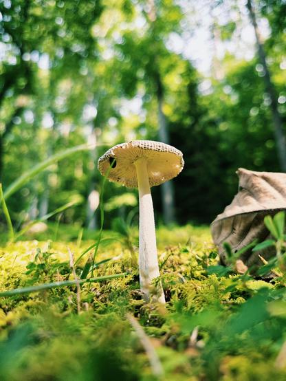 An ink cap mushroom standing tall. Moss surrounding the stem. Blurry forest in the background. The photo is angled so the mushroom appears to be as tall as the trees.