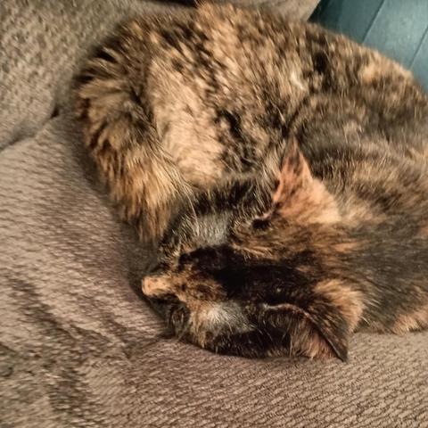 tortie cat sleeps curled on arm of sofa