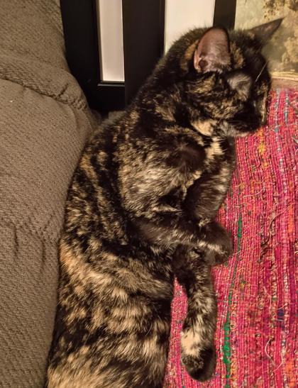 on other side of sofa, sister tortie sleeps, having slid off red throw pillow.