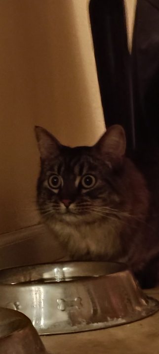 Alert tabby cat stands crouched by water bowl, watches other room from shadows under table.