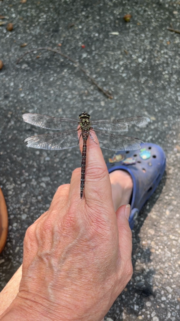 A large dragonfly, with a long, narrow abdomen, and four beautiful clear wings sits on my finger. The edges of its wings are a bit tattered, but otherwise it looks OK in the video. It vibrates its wings to warm them uses its front legs to wipe its eyes and then lifts off and flies away.