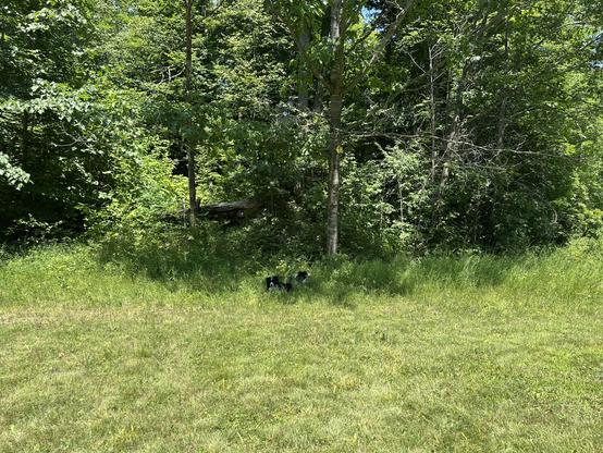 Two border collies sit and lie in tall grass at the edge of a forest