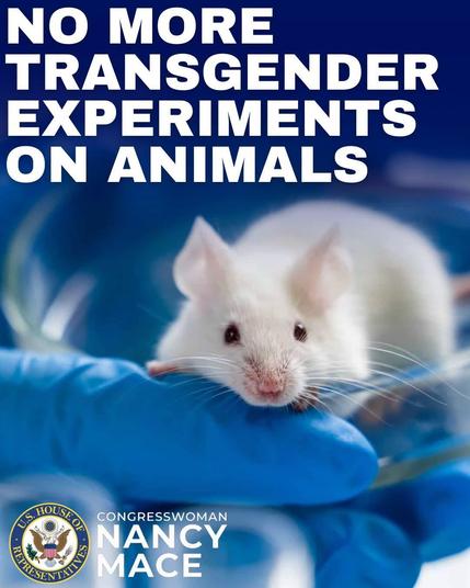 A picture of a white lab mouse with the headline "No more transgender experiments on animals" proudly promoted by congresswoman and half-wit Nancy Mace.