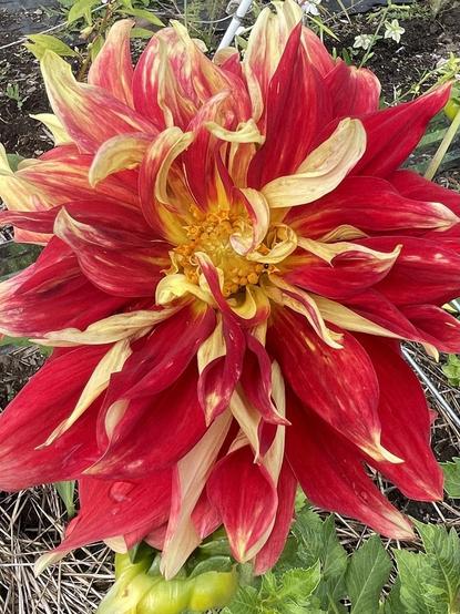 Closeup of large dahlia flower blooming in a garden. It looks like it’s been painted red on top of yellow without enough paint to cover the whole of each slightly twisted irregular long petal resulting in a big pompom of color. Tight small dark yellow balls form the flowers center.