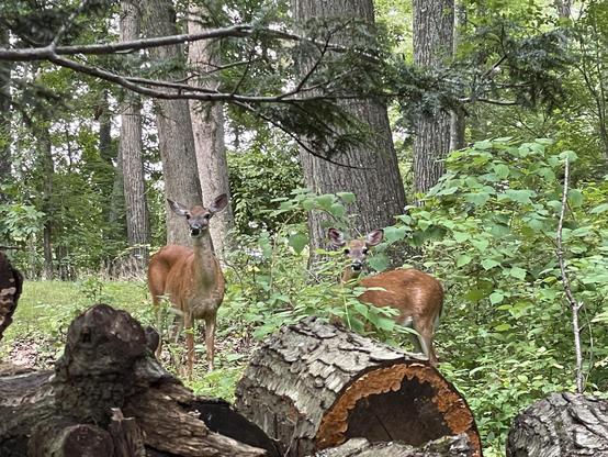 Two white tailed deer does look up at me from the far side of the decaying woodpile while grazing at the edge of the neighbors yard in the forest.