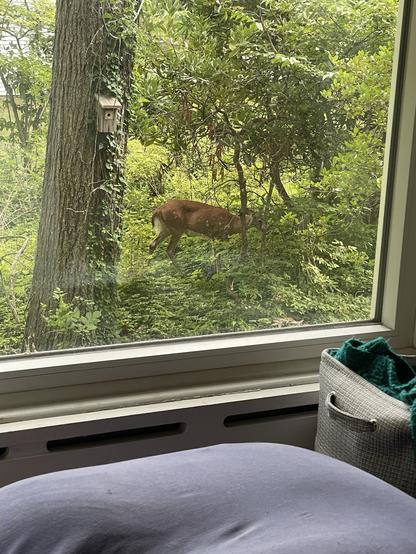 Looking through a window at a white tailed deer doe grazing in the messy rhododendron thicket in the middle of my yard. A tree trunk covered in ivy and Virginia creeper with a bird box is to the left and the edge of the window has a radiator below it and a box with blankets and a bean bag.