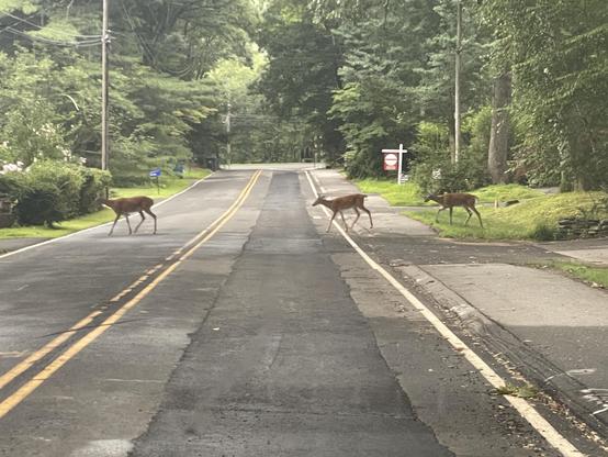 Three white tailed deer, one a yearling buck with small antlers cross a road with forest on either side and under houses.