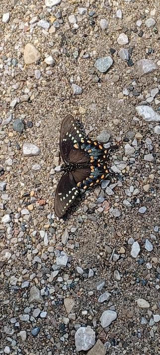 Large mostly brown butterfly with spots of yellow, white, and blue