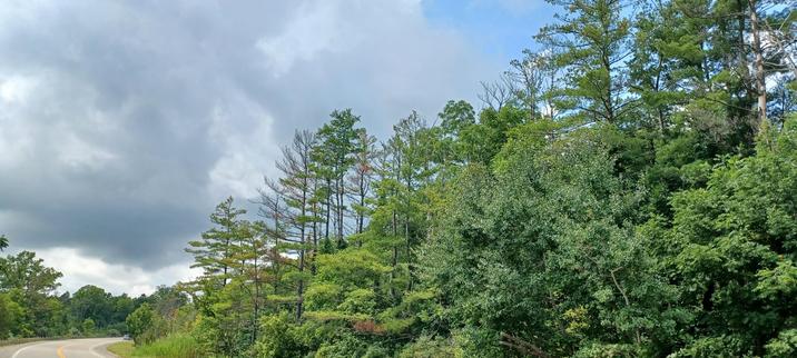 A dense Carolinian Forest lining a two lane road . Ahead in the distance, above the vegetation and trees,  a dark cloud is forming against a bright blue sunny sky.