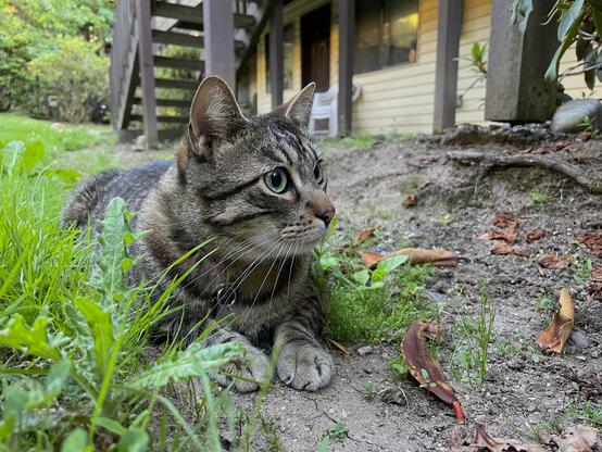 In a patch of dirt amid grass and weeds, a striped brown tabby in a relaxed crouch peers to the right.