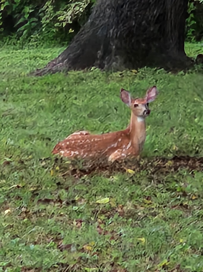 A young doe lying on a grassy area at the foot of a tree. She's young enough that her back still has white spots. Her head is raised up and she's looking a little away from the camera.