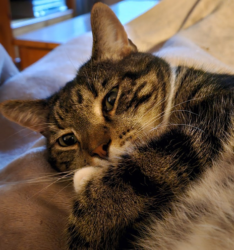 A brown tabby cat lying on his side on my knees with his front legs wrapped around in front of himself and his green eyes open.