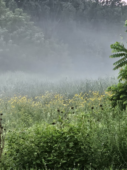 Morning mist on the field by my house. The photo has bushes along the bottom, a wide swath of black-eyed susans in the middle with taller plants behind, then a layer of thick fog with tall trees above it.