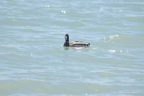 A bad exposure:  the water is extremely bright and we can't see much of the mallard's face, but he's swimming towards the left but looking at us.  His wet beak has highlights and is open, and it looks as if he's telling us a joke.