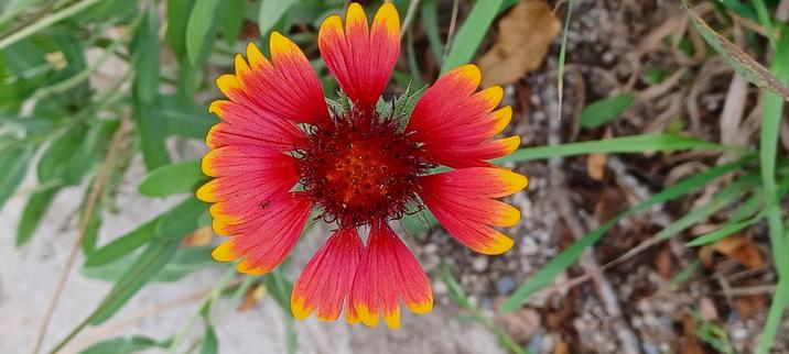 A 9 petal flower. The centre is dark red surrounded by  red petals tipped in bright yellow