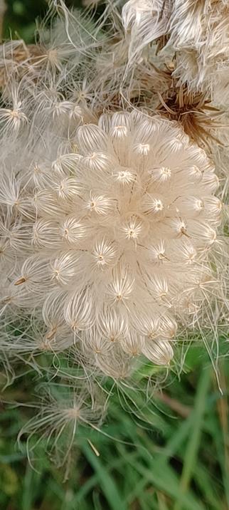 Thistle seeds arranged in a cluster. They look like tiny white shiny silken threads drooping downwards fron a seed