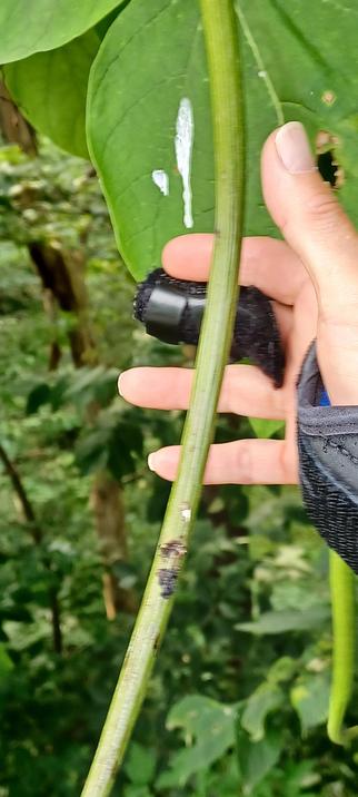 A small hand behind a long green tree seed pod